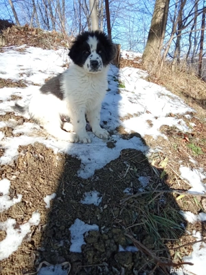 Vând căței ciobănesc de Bucovina 
