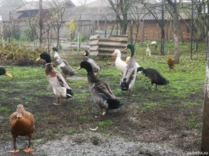 Cocoș Brahma Potarnichiu și Ratoi indian  - imagine 5