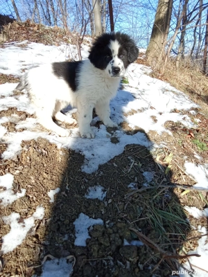 Vând căței ciobănesc de Bucovina  - imagine 2