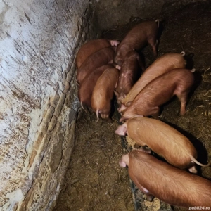 Purcei de vânzare  - imagine 2