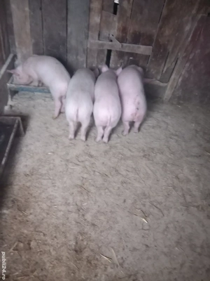 Grăsuni marele alb de vanzare 2luni si jumatate