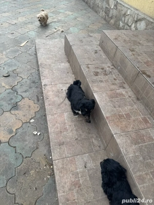 catelusi talie mica  - imagine 4