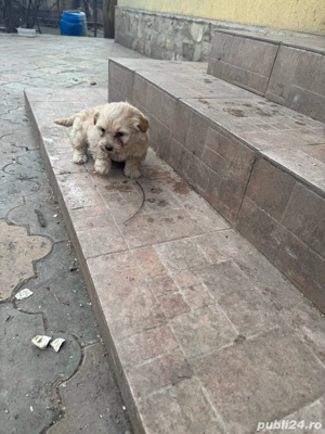 catelusi talie mica  - imagine 2