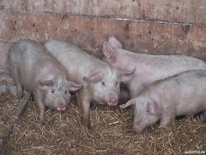 vând  4 soldani  (123 kg toți, o fost  căntărit  înpreună)