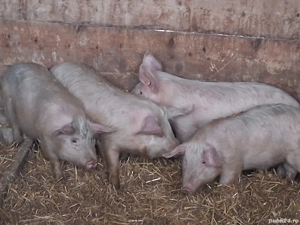 vând  4 soldani  (123 kg toți, o fost  căntărit  înpreună) - imagine 2