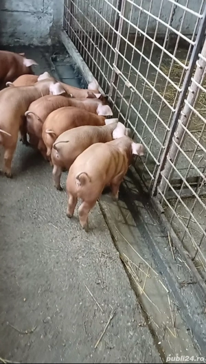Duroc de reproducție  - imagine 3