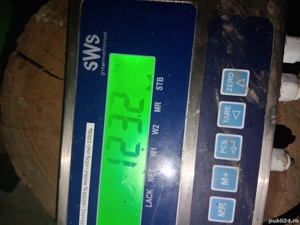 vând  4 soldani  (123 kg toți, o fost  căntărit  înpreună) - imagine 3