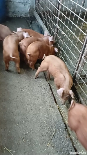 Duroc de reproducție  - imagine 2