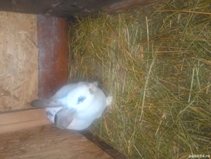 Vând iepurii de carne  - imagine 3