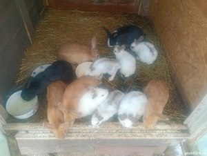 Vând iepurii de carne 