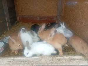 Vând iepurii de carne  - imagine 2