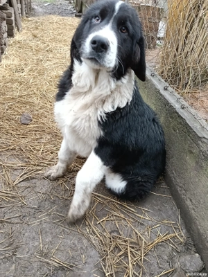 Ciobanesti de Bucovina - imagine 2