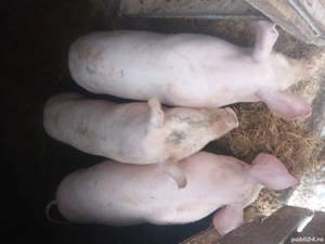 purcei de vânzare - imagine 5