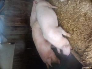 purcei de vânzare - imagine 3