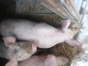 purcei de vânzare - imagine 4