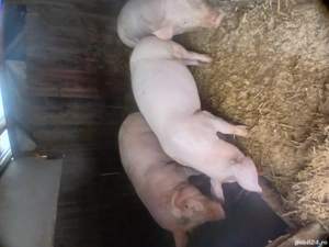 purcei de vânzare - imagine 2