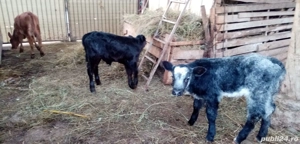 Vitei Taurasi rasa de Carne - imagine 2