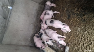 Porci de vanzare de 5 luni - imagine 2