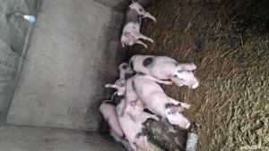 Porci de vanzare de 5 luni - imagine 3