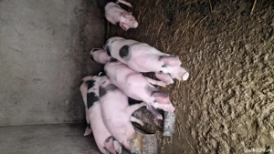 Porci de vanzare de 5 luni - imagine 4