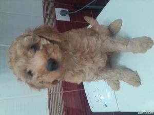 Pudel mediu - imagine 2