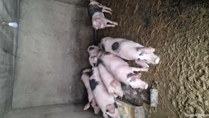 Porci de vanzare de 5 luni - imagine 5