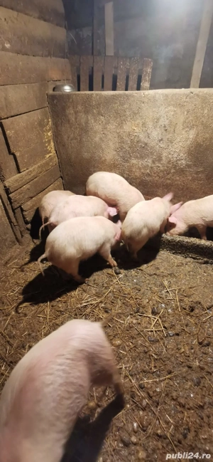 Vând purcei înțărcați - imagine 4
