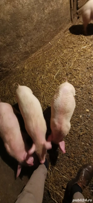 Vând purcei înțărcați - imagine 2