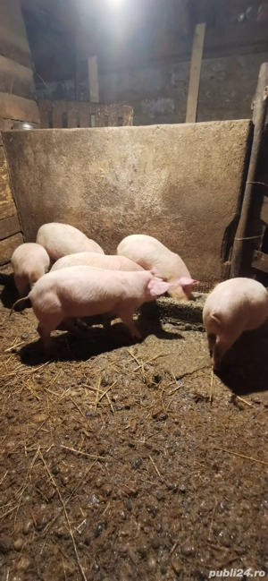 Vând purcei înțărcați - imagine 5