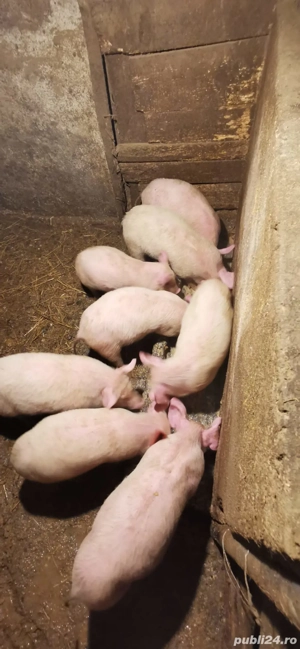 Vând purcei înțărcați