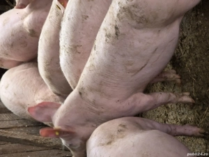 Purcei de vînzare - imagine 2