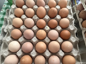 Ouă proaspete de casă 2 lei buc