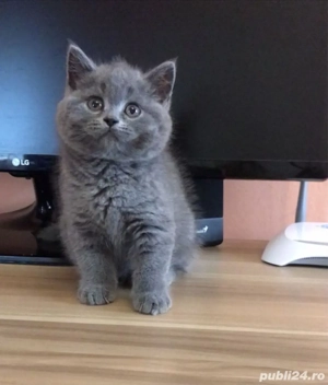   Pisicuțe British Shorthair Blue  - imagine 3