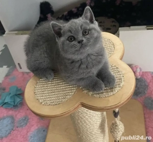   Pisicuțe British Shorthair Blue  - imagine 2