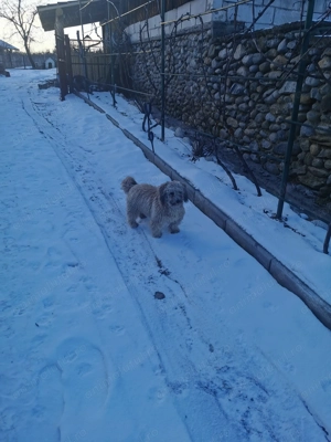 Cățel pudel vârstă 9 luni - imagine 4