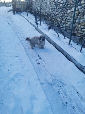 Cățel pudel vârstă 9 luni - imagine 5