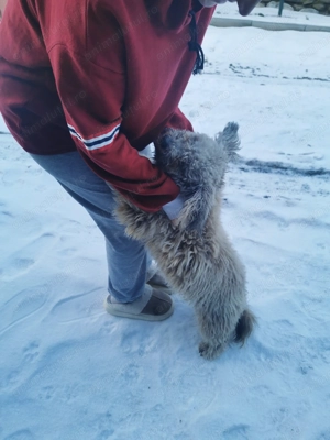 Cățel pudel vârstă 9 luni - imagine 6