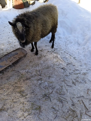 De vânzare berbec Romanov face doi ani în Aprilia Anu ăsta  - imagine 2