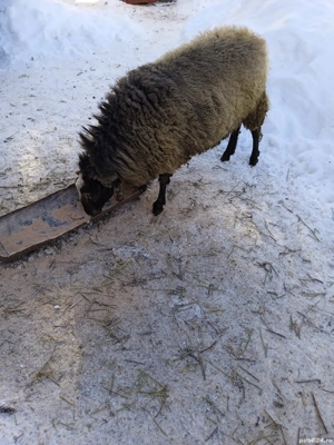 De vânzare berbec Romanov face doi ani în Aprilia Anu ăsta  - imagine 3