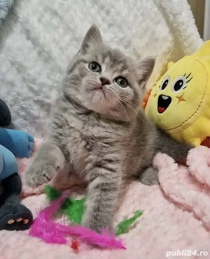 British Silver Tabby - imagine 2