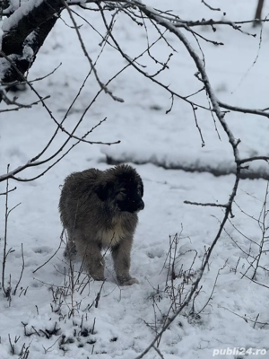 Pui Ciobanesc Romanesc Carpatin cu pedigree - imagine 5