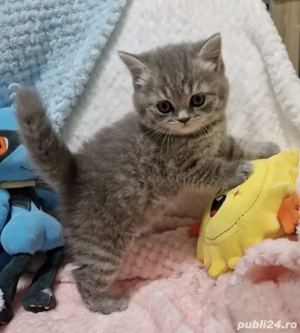 British Silver Tabby