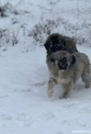Pui Ciobanesc Romanesc Carpatin cu pedigree - imagine 2