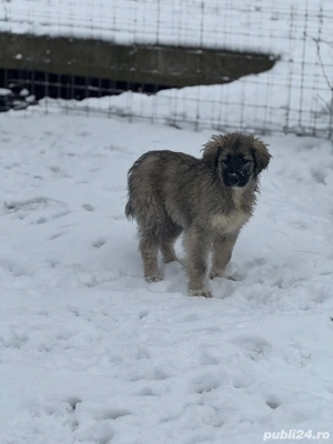 Pui Ciobanesc Romanesc Carpatin cu pedigree - imagine 4