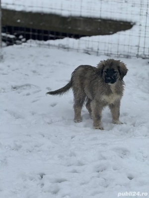 Pui Ciobanesc Romanesc Carpatin cu pedigree - imagine 3