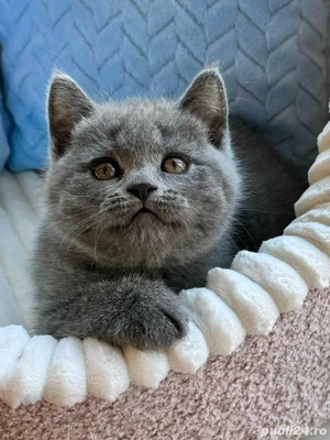 British Shorthair - imagine 2