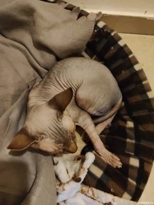 Sphinx Imperial Persan 