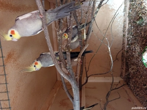 vand ninfe - imagine 3