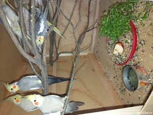 vand ninfe - imagine 2