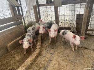 Purcei de vânzare  - imagine 2